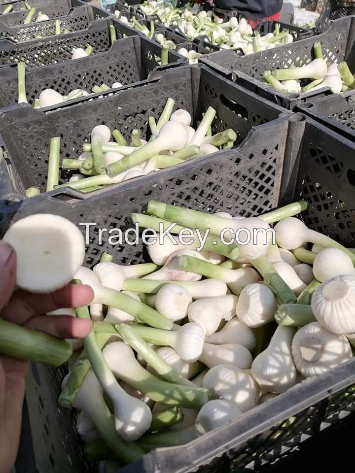 Egyptian Fresh Garlic