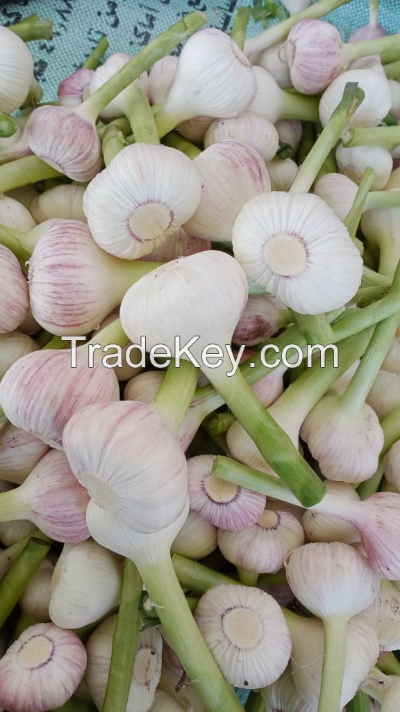 Egyptian Fresh Garlic