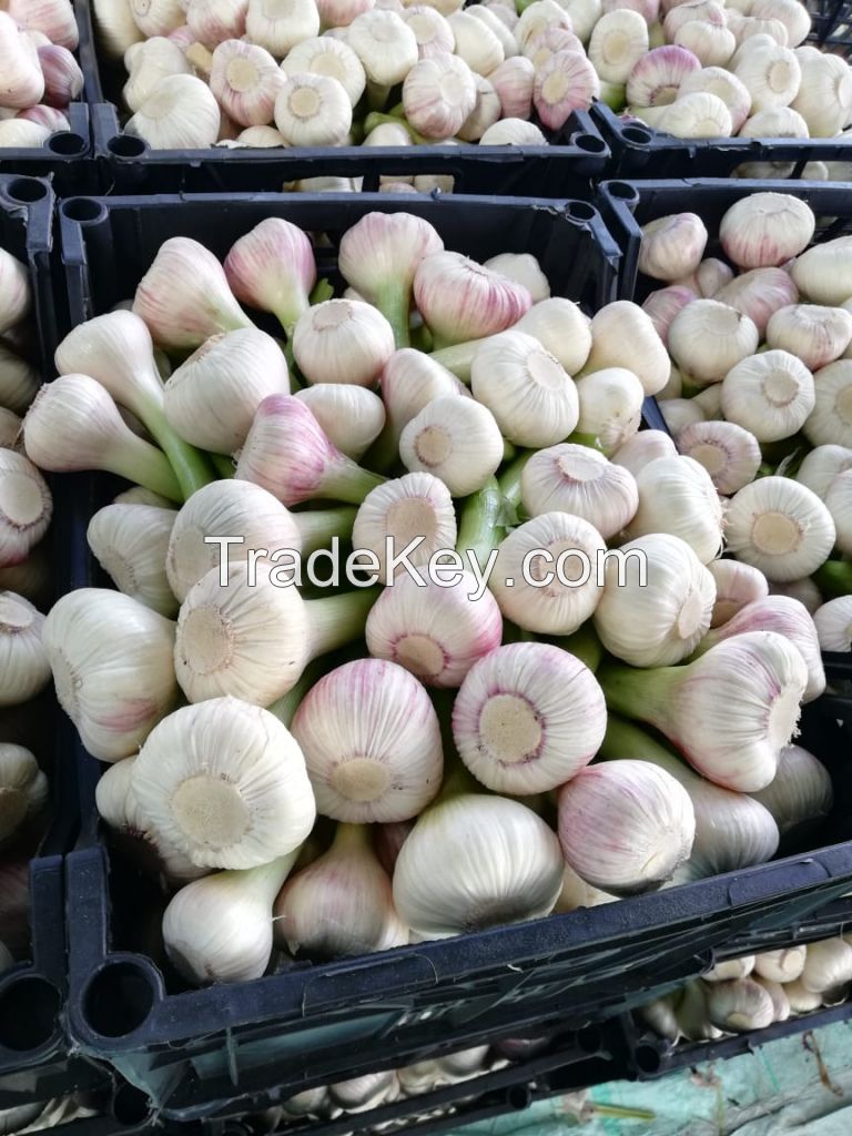 Egyptian Fresh Garlic