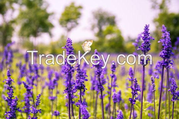 Clary Sage 100% pure EssentIal Oil by JEO&Co