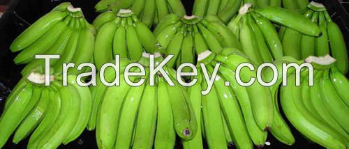 Cavendish Banana