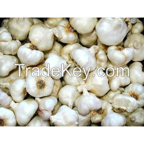 Wholesale Fresh White Garlic