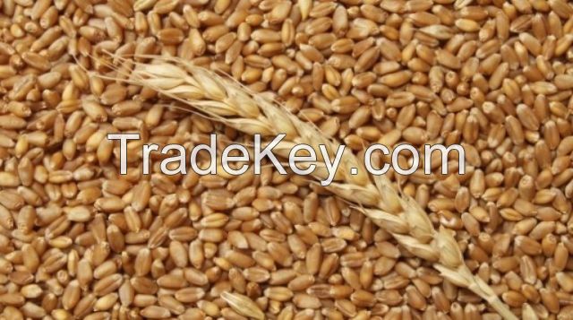 Russian , Ukrainian Wheat