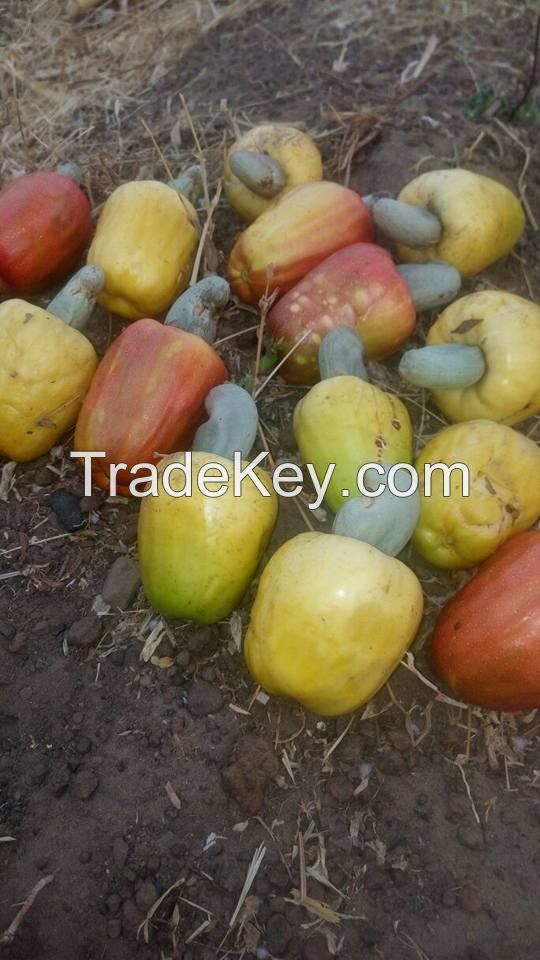 Raw Cashew Nuts In Shell