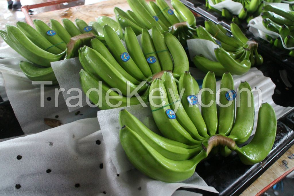 Fresh Cavendish Bananas