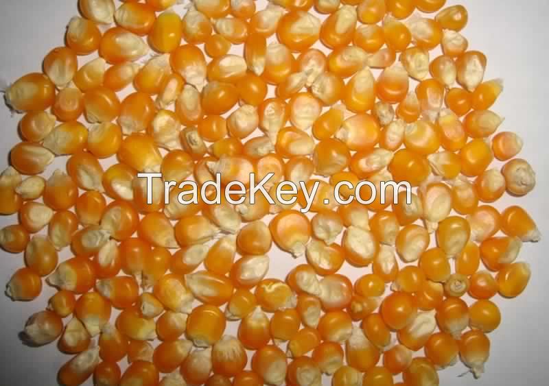 Pure White and Yellow Maize For Oil and Human Consumption