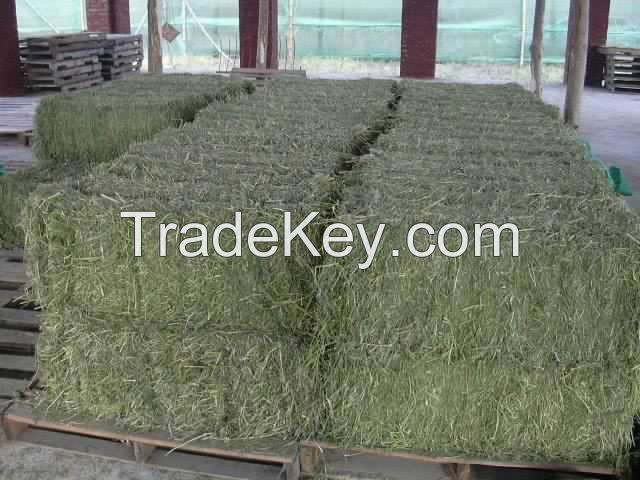 Afalfa hay for sale