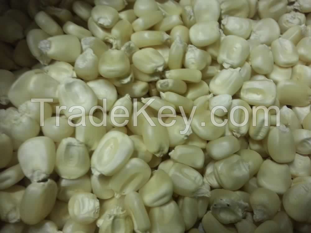 Pure White and Yellow Maize For Oil and Human Consumption