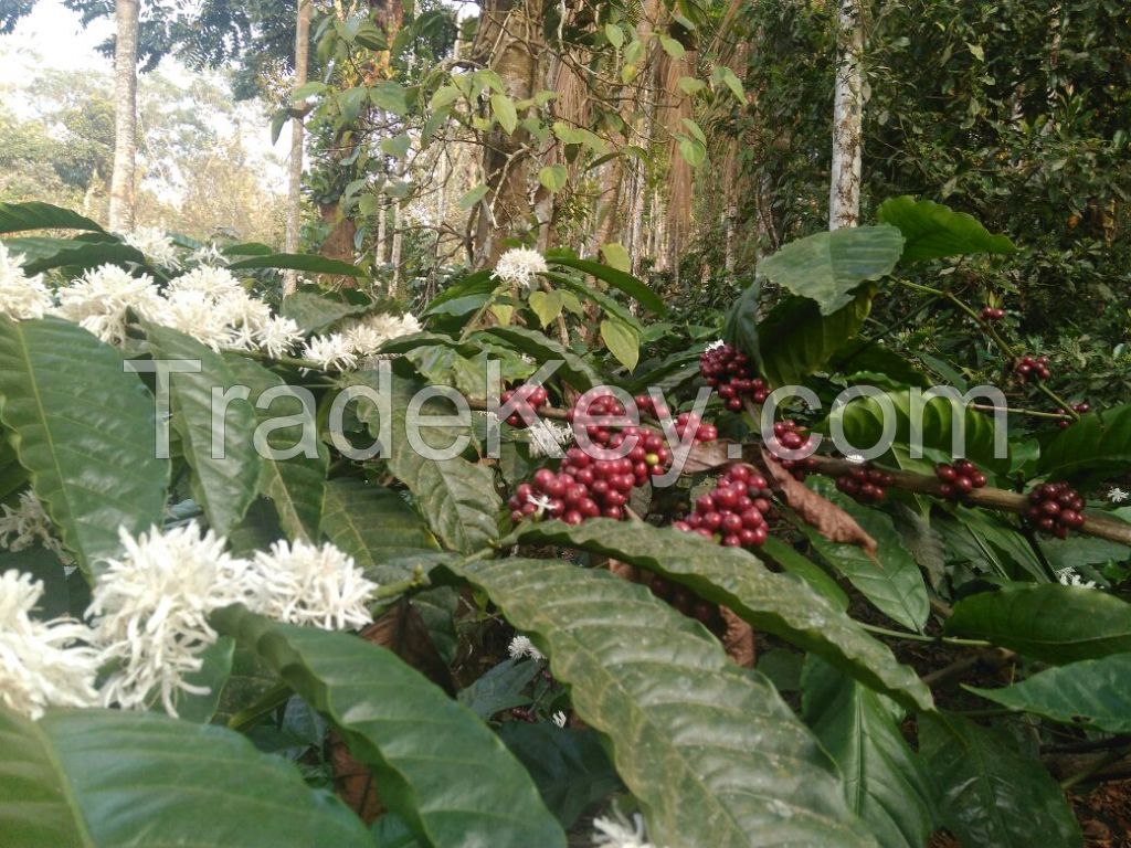 Coffee beans robusta and arabica