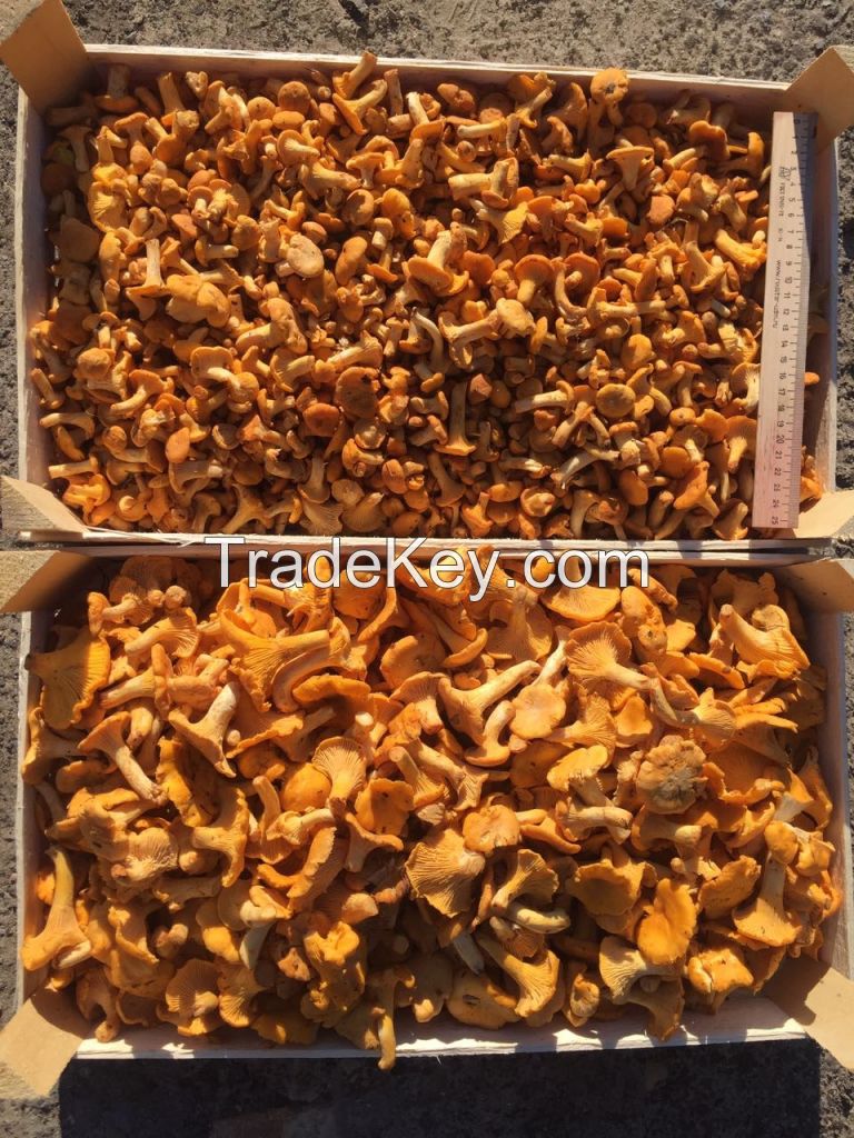 Chanterelles