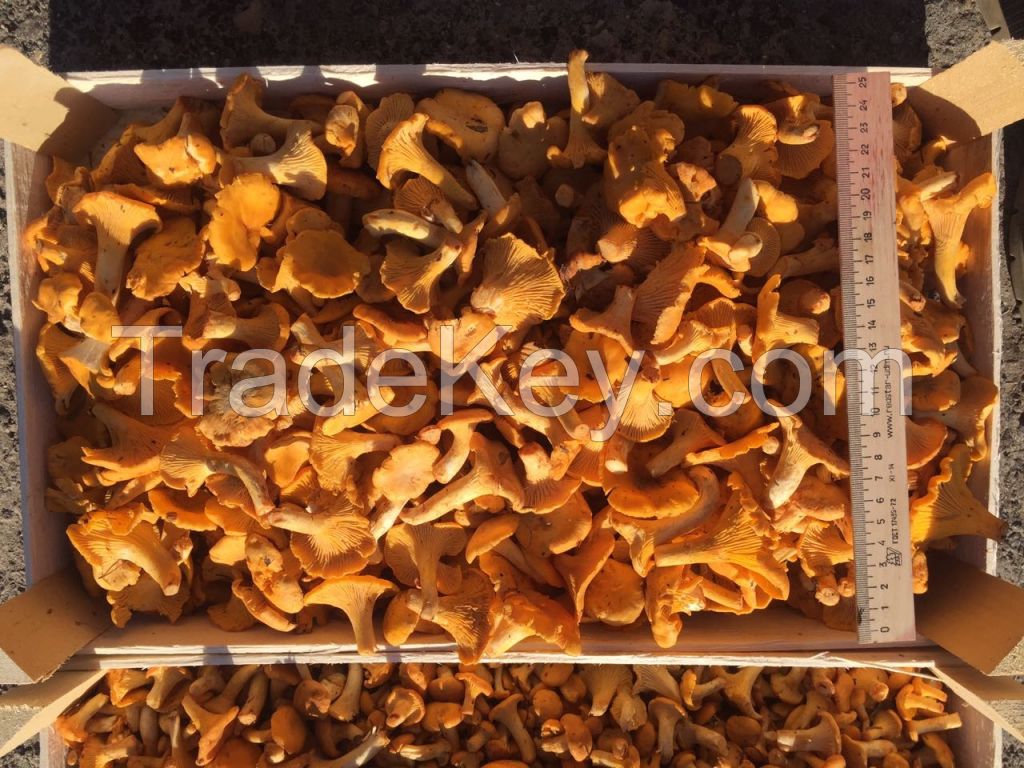 Chanterelles