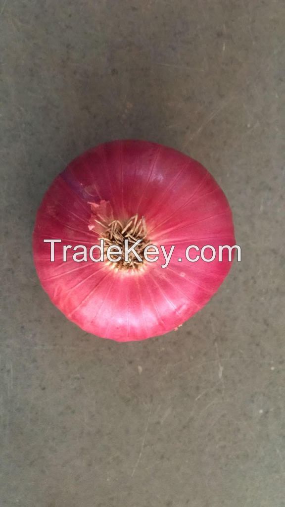 Red Onion