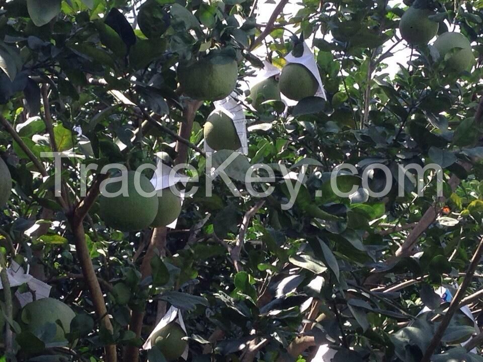 Fresh Green Skin Pomelo - Grapefruit from Vietnam