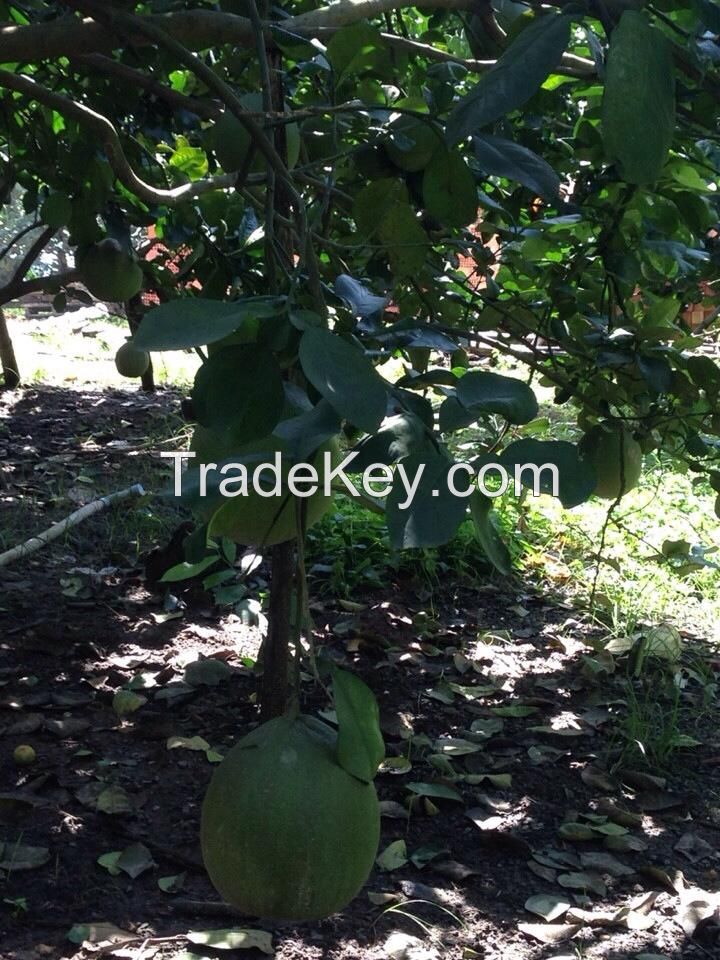 Fresh Green Skin Pomelo - Grapefruit with thin peel