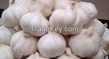 High Quality Fresh Garlic