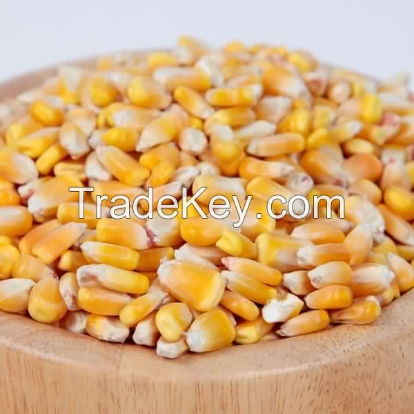 Yellow Corn & White Corn For Sale 