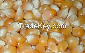 Yellow Corn & White Corn For Sale 