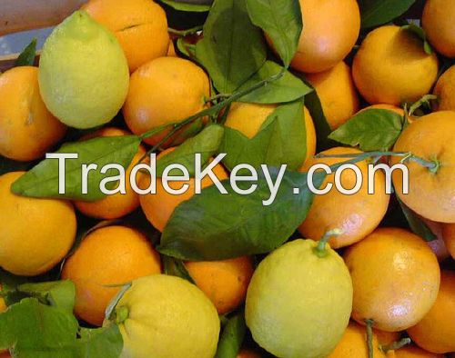 Fresh citrus fruits /Pongkam/ Lokam/Chinese oranges/Mandarin oranges/Kinnow