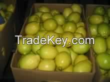 Fresh citrus fruits /Pongkam/ Lokam/Chinese oranges/Mandarin oranges/Kinnow