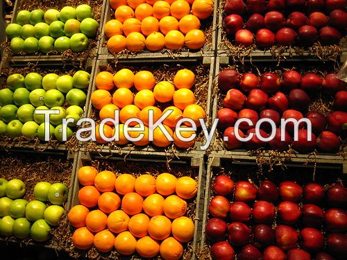 Fresh citrus fruits /Pongkam/ Lokam/Chinese oranges/Mandarin oranges/Kinnow
