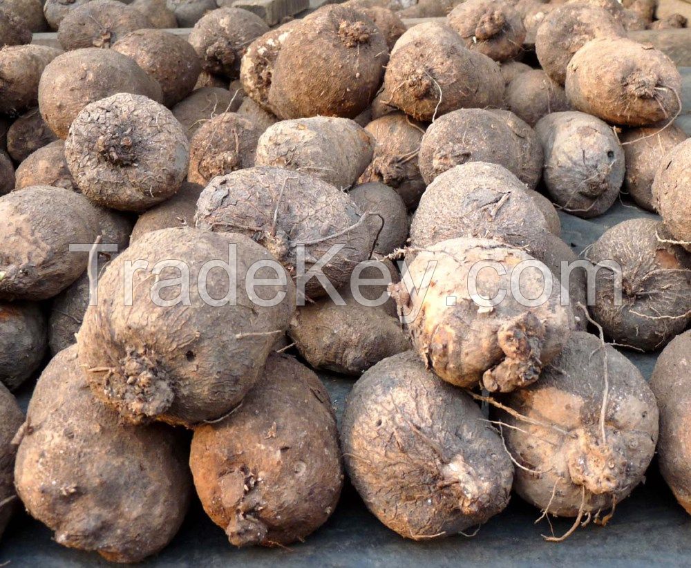 High Quality Yam Tubers From Nigeria