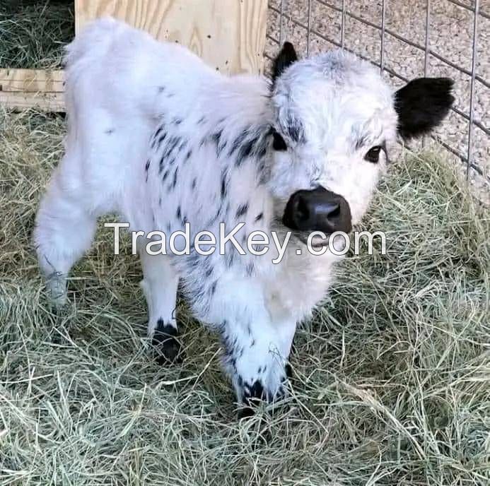 Mini highlands cattle cows 