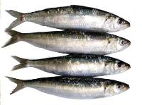 frozen mackerel, sardine, sardine lemuru