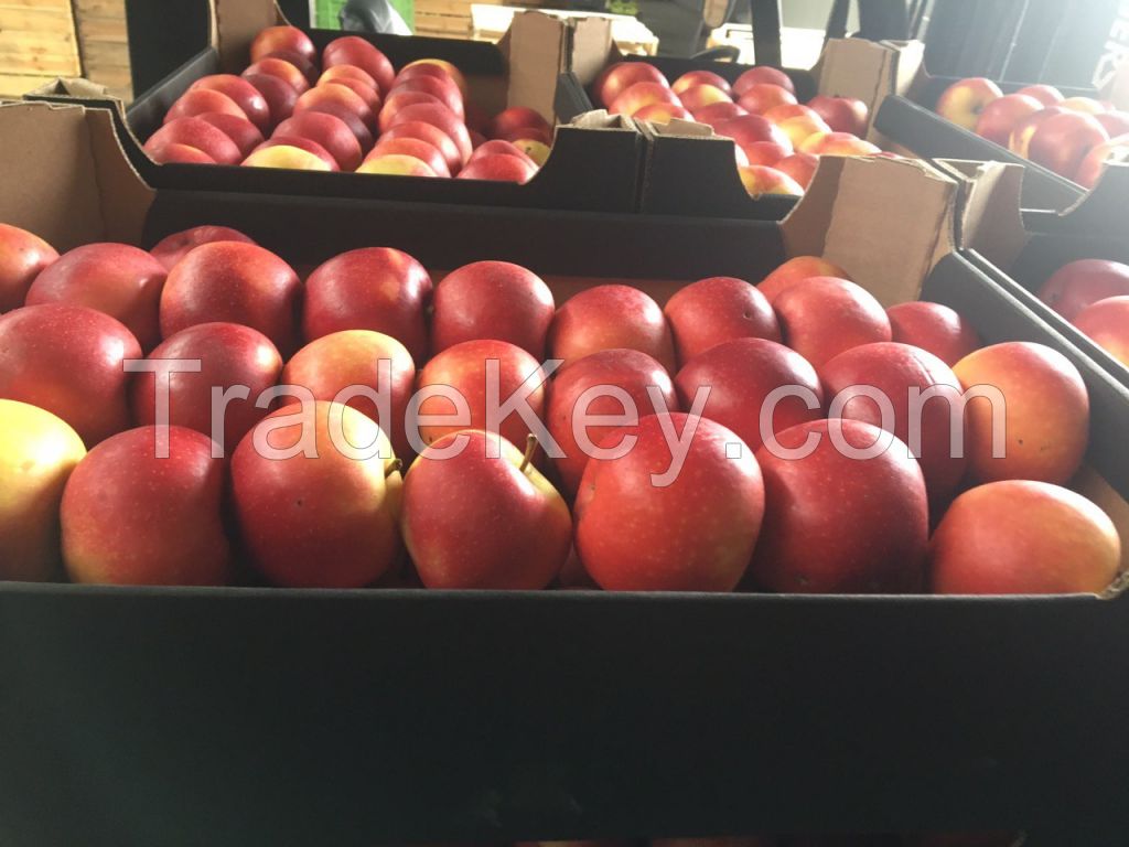 Polish apples from the manufacturer, Red Prince, Gala, Ligol, Golden, Ruby Star, Mutsu, Idared, Lobo, Shampion, Gloster, Jonagored, Cortland, Jonagold.