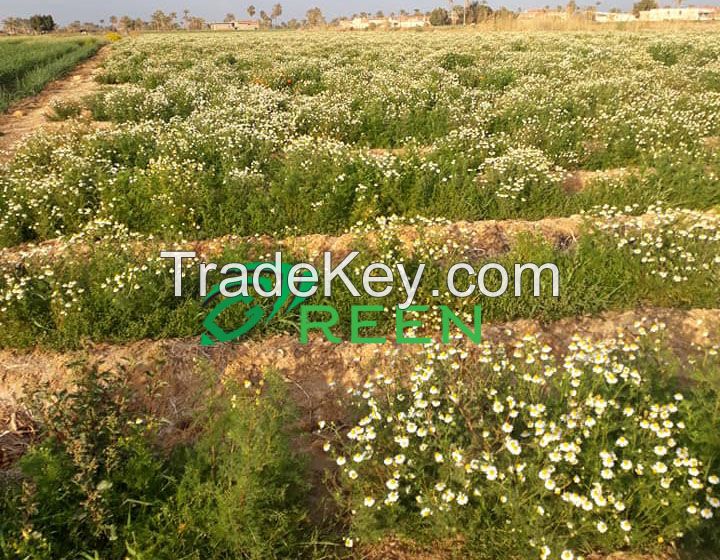 Chamomile Flower 