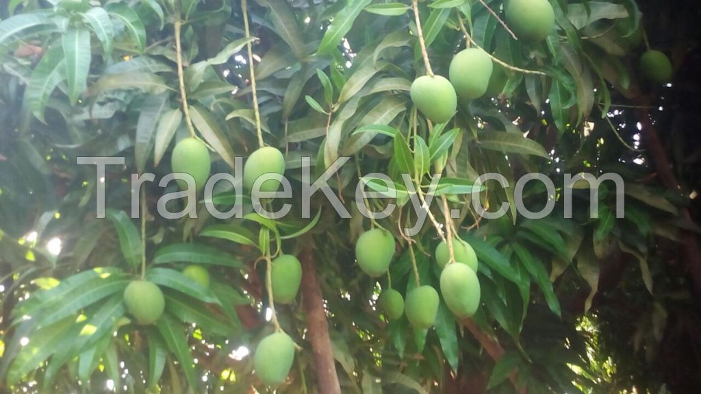 Grade A++ Extra Large Ratnagiri Alphonso (Haphoos) mangoes 