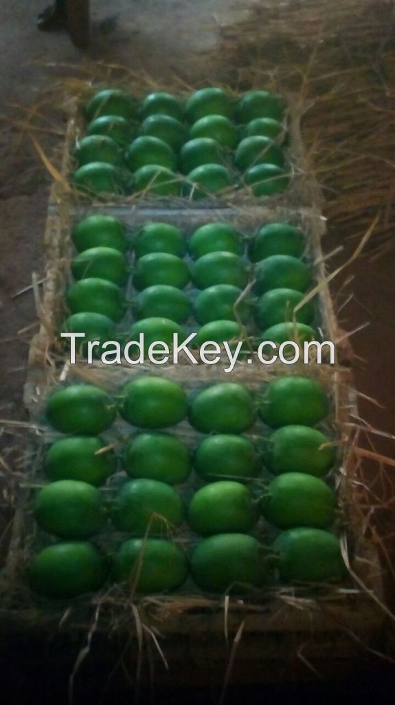 Grade A++ Extra Large Ratnagiri Alphonso (Haphoos) mangoes 