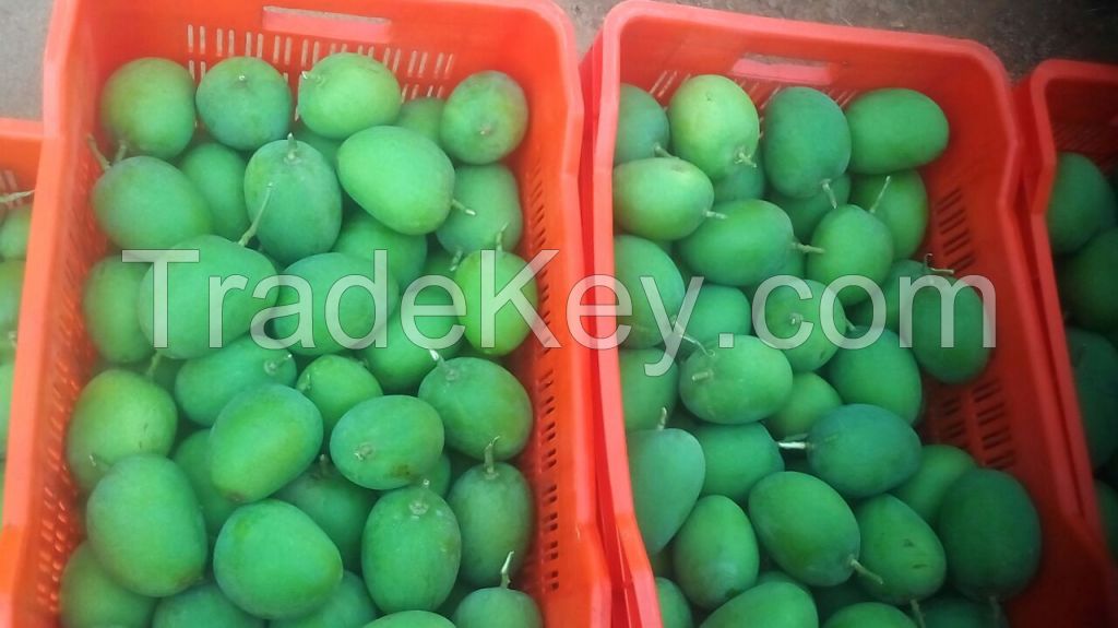 Grade A++ Extra Large Ratnagiri Alphonso (Haphoos) mangoes 