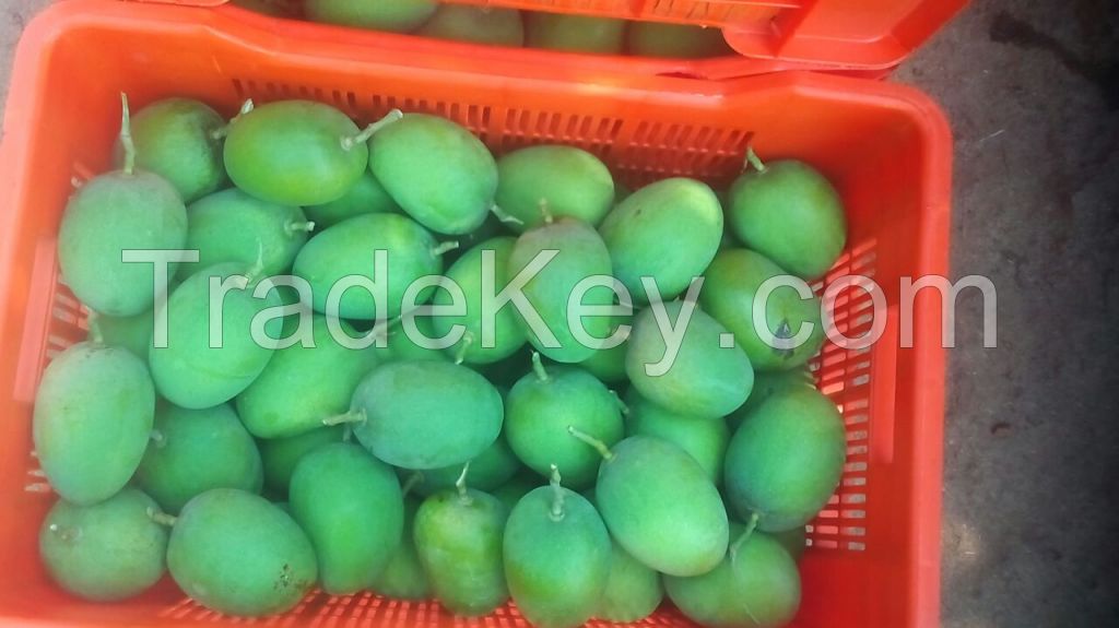 Grade A++ Extra Large Ratnagiri Alphonso (Haphoos) mangoes 