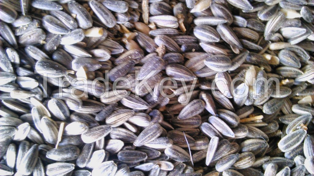 Sunflower seeds LG for Poultry feet 