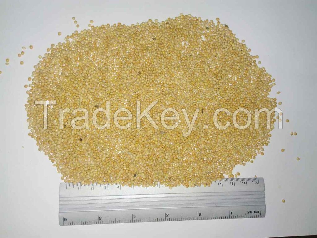 Yellow Millet