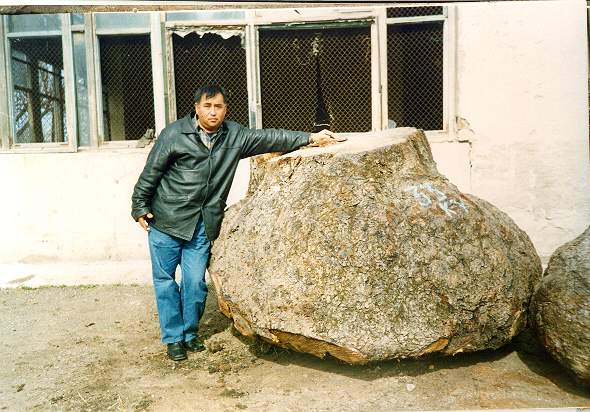 Walnut Burl