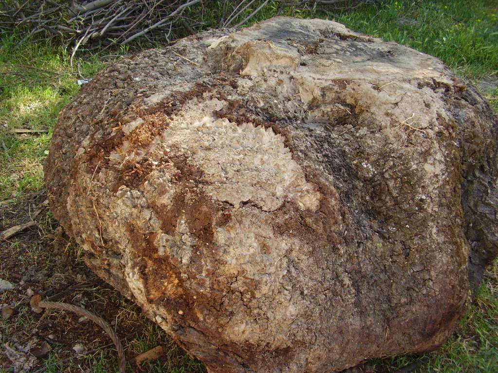 Walnut Burl