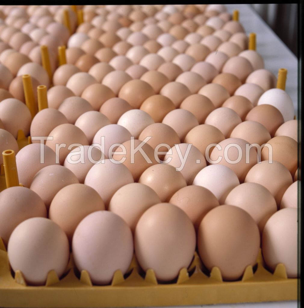 Fresh Table White &amp; Brown Chicken Eggs