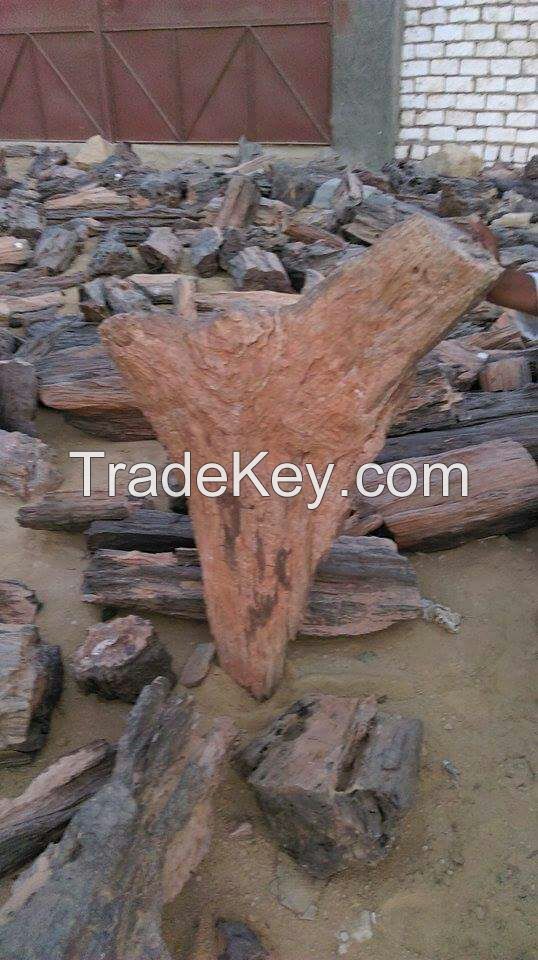 Petrified Wood 