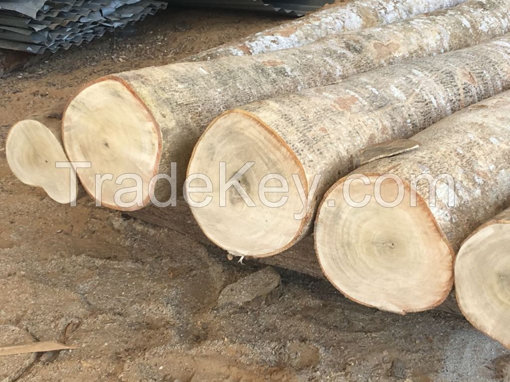 Teak Gmelina and Eucalyptus Logs from Colombia