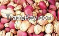 KOLA NUTS