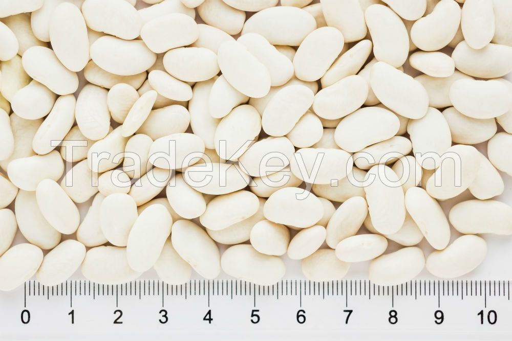 White Kidney Beans 9+ mm from Kyrgyzstan