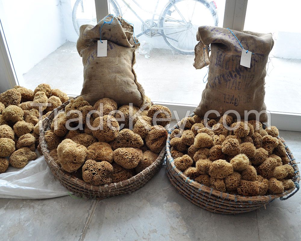 export natural sea sponge