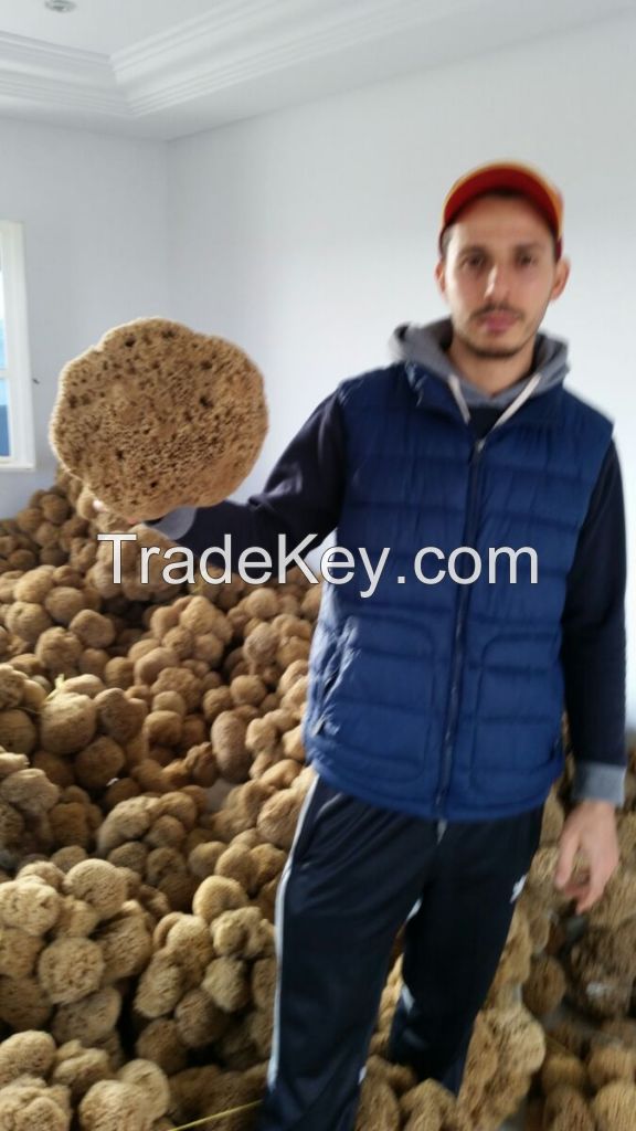 export natural sea sponge