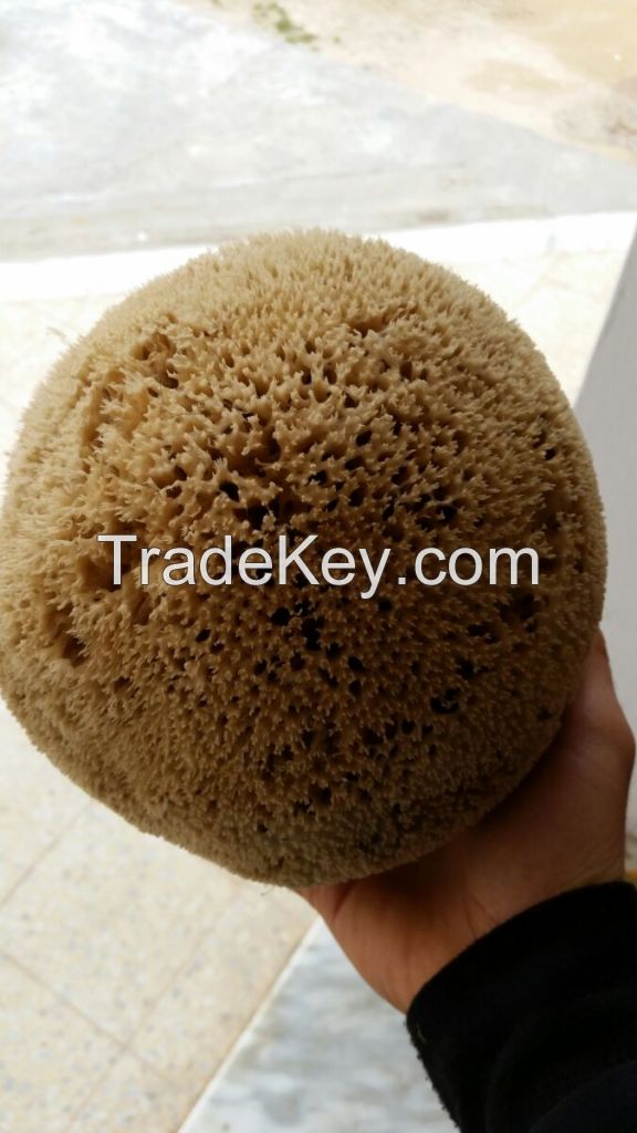 export natural sea sponge