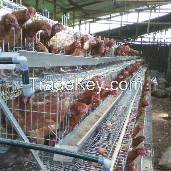 h-type control chicken layer cage price