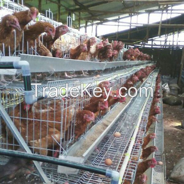 poultry farm chicken egg layer cages for zambia