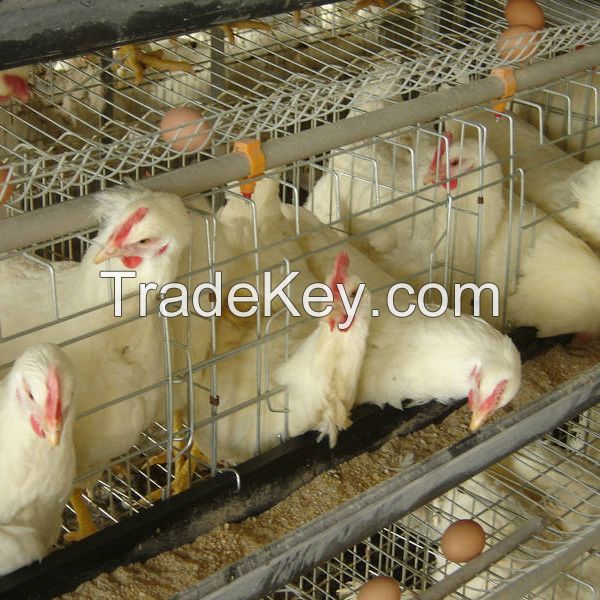 automatic breeding poultry farm cage design for big chickens