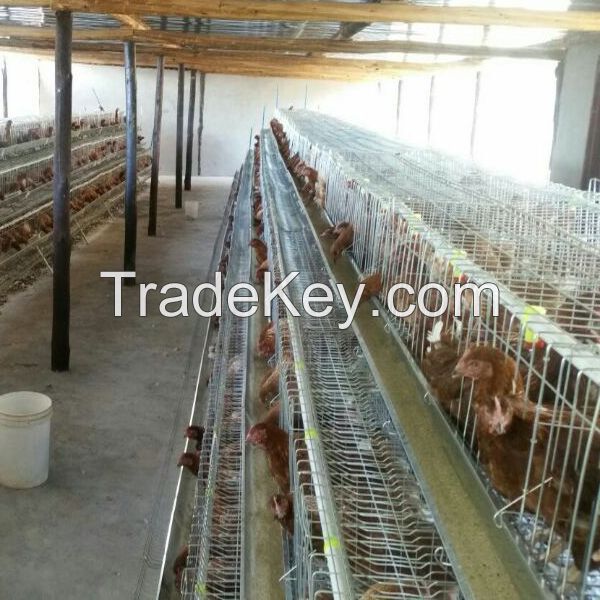 automatic chicken cage poultry equipment with feeding and drinking system 