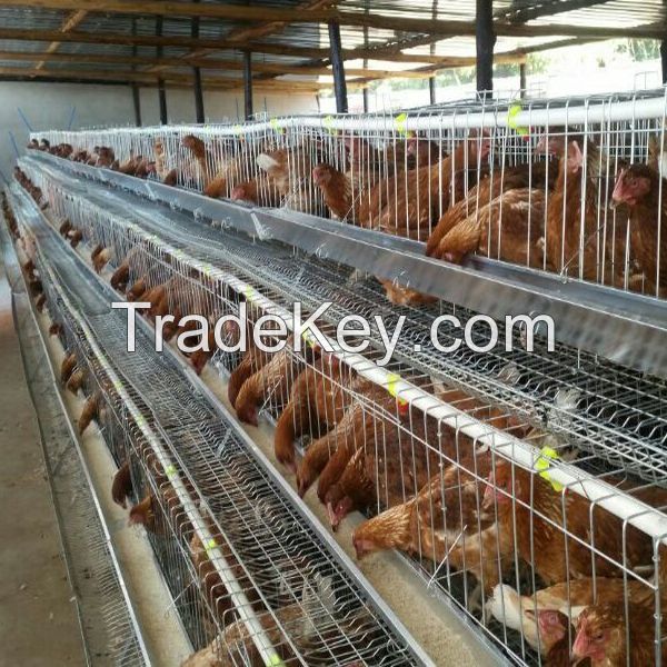 Type h commercial poultry layer cages